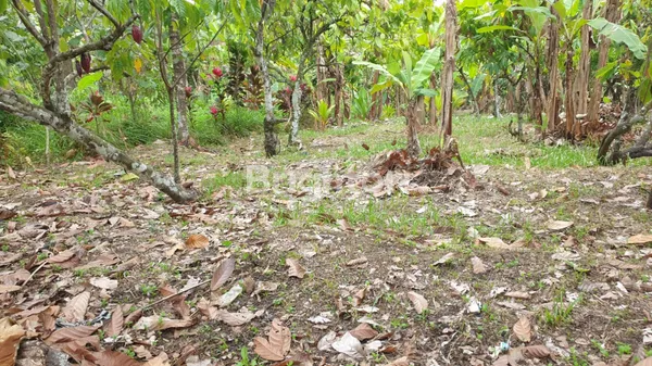 image DIJUAL TANAH KEBUN 30 ARE DI ANGKAH SELEMADEG BARAT TABANAN (6)