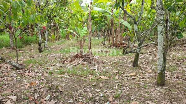 image DIJUAL TANAH KEBUN 30 ARE DI ANGKAH SELEMADEG BARAT TABANAN (7)