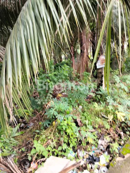 image KEBUN KELAPA DAGANG 1690M², LOKASI PREMIUM DI PASIR PUTIH (2)