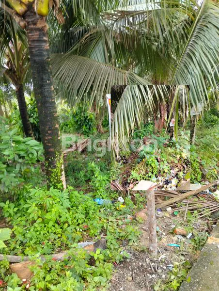 image KEBUN KELAPA DAGANG 1690M², LOKASI PREMIUM DI PASIR PUTIH (1)