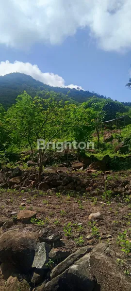 image DIJUAL TANAH LOKASI JALAN RAYA LIPAH AMED KARANGASEM (3)