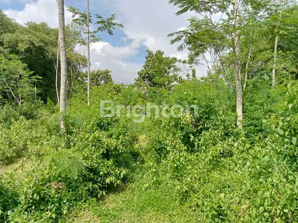 image DIJUAL DI BAWAH HARGA PASAR !!! TANAH LUAS, STRATEGIS ,PINGGIR JALAN RAYA, COCOK UNTUK VILLA, HOMESTAY, HOTEL. DEKAT TERMINAL JOMBOR. (6)