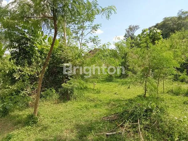 image DIJUAL DI BAWAH HARGA PASAR !!! TANAH LUAS, STRATEGIS ,PINGGIR JALAN RAYA, COCOK UNTUK VILLA, HOMESTAY, HOTEL. DEKAT TERMINAL JOMBOR. (2)