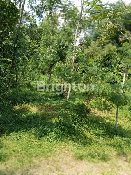 image DIJUAL DI BAWAH HARGA PASAR !!! TANAH LUAS, STRATEGIS ,PINGGIR JALAN RAYA, COCOK UNTUK VILLA, HOMESTAY, HOTEL. DEKAT TERMINAL JOMBOR. (3)