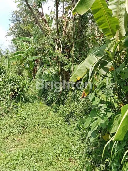 image DIJUAL DI BAWAH HARGA PASAR !!! TANAH LUAS, STRATEGIS ,PINGGIR JALAN RAYA, COCOK UNTUK VILLA, HOMESTAY, HOTEL. DEKAT TERMINAL JOMBOR. (4)