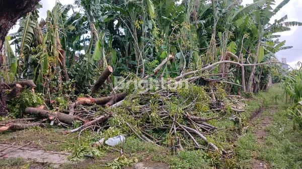 image KESEMPATAN LANGKA: KAVLING SIAP BANGUN "TERIMA BERES" DI BATUYANG, GIANYAR  (2)