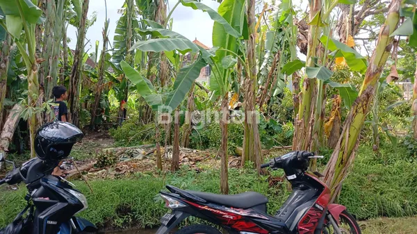 image KESEMPATAN LANGKA: KAVLING SIAP BANGUN "TERIMA BERES" DI BATUYANG, GIANYAR  (4)