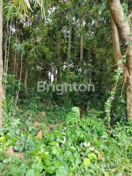 image DIJUAL / LAND FOR SALE – TANAH LOT, BALI (7)