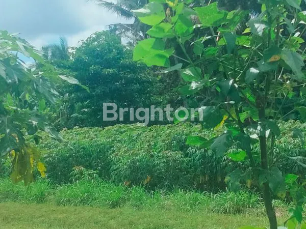 image DIJUAL TANAH PINGGIR JALAN, VIEW SAWAH DAN PEGUNUNGAN (4)