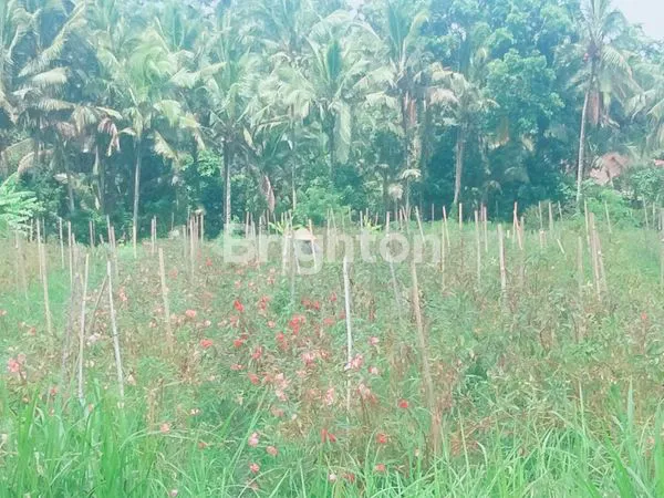 image DIJUAL TANAH PINGGIR JALAN, VIEW SAWAH DAN PEGUNUNGAN (5)
