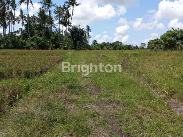 image DIJUAL TANAH SAWAH MURAH  ABIANSEMAL, BADUNG BALI (1)