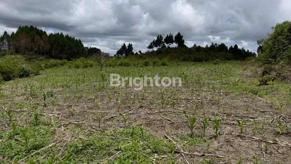 image 4.404 M² TANAH LADANG DI JALAN RINGROAD SOREKARNO HATTA SIBORONG - BORONG (4)