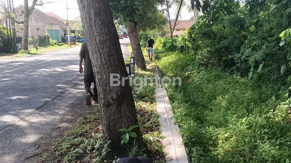 image TANAH DIJUAL SELUAS 17.250 M2 DI JALAN UTAMA DENPASAR GILIMANUK JEMBRANA BALI  (1)