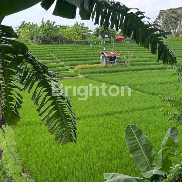 image TANAH SANGAT LANGKA DI JALAN UTAMA BABAKAN, CANGGU - BALI (4)