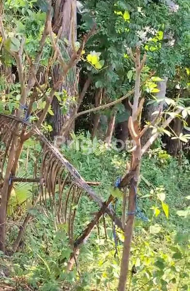 image TANAH 8,6 ARE DI PINGGIR SUNGAI KARANGASEM, VIEW INDAH (5)