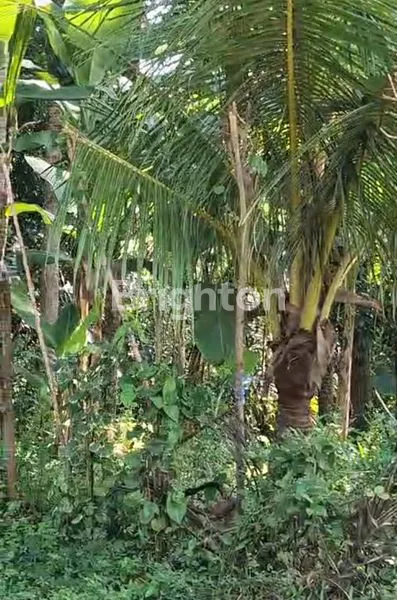 image TANAH 8,6 ARE DI PINGGIR SUNGAI KARANGASEM, VIEW INDAH (2)