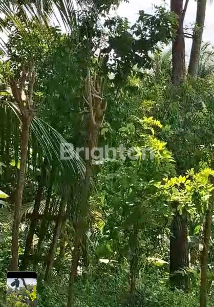 image TANAH 8,6 ARE DI PINGGIR SUNGAI KARANGASEM, VIEW INDAH (3)