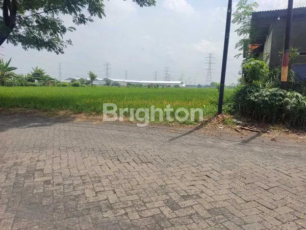 image SAWAH DI JUAL (3)