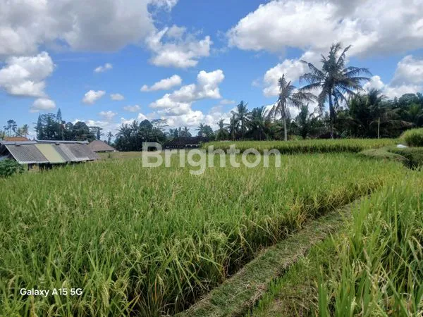 image DIJUAL TANAH SAWAH MURAH GIANYAR, BALI  (3)