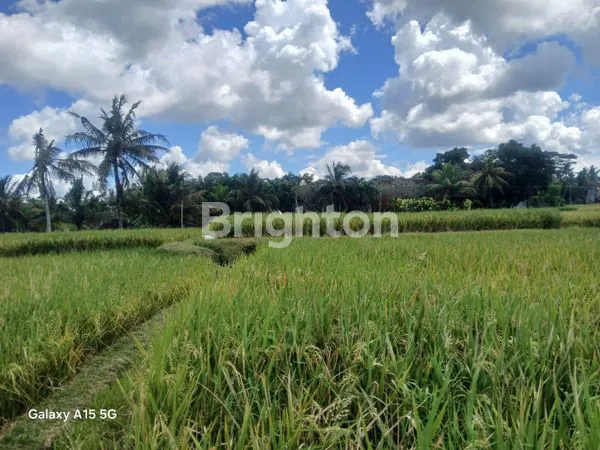 image DIJUAL TANAH SAWAH MURAH GIANYAR, BALI  (1)