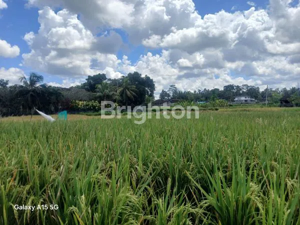 image DIJUAL TANAH SAWAH MURAH GIANYAR, BALI  (6)