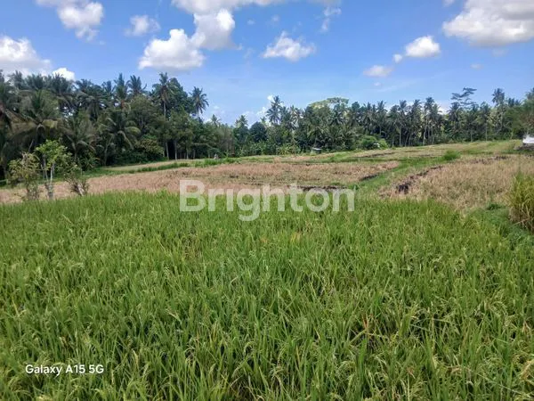 image DIJUAL TANAH SAWAH MURAH GIANYAR, BALI  (8)