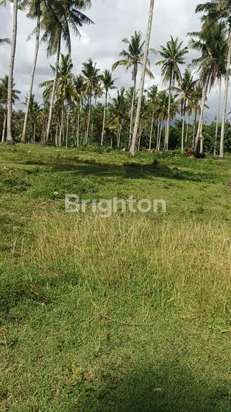 image TANAH DIJUAL 8.700 M2 SHM, DIJALUR INVESTASI PREMIUM DENPASAR-GILIMANUK JEMBRANA BALI   (5)