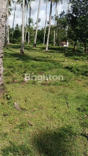 image TANAH DIJUAL 8.700 M2 SHM, DIJALUR INVESTASI PREMIUM DENPASAR-GILIMANUK JEMBRANA BALI   (8)