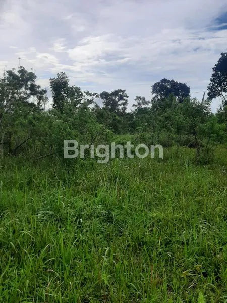 image TANAH LUAS 43 ARE DI KINTAMANI, DEKAT DANAU BATUR (4)