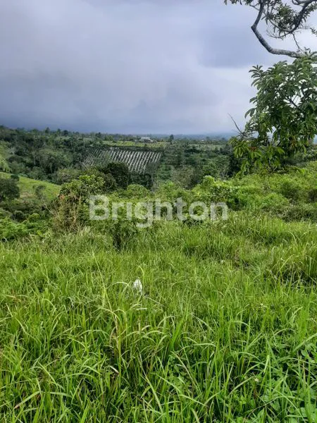 image TANAH LUAS 43 ARE DI KINTAMANI, DEKAT DANAU BATUR (1)