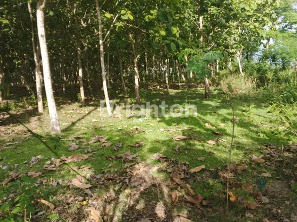 TANAH MURAH 2,4 HA DEKAT DERMAGA DIKAWASAN INDUSTRI SEDANG BERKEMBANG PENGAMBENGAN JEMBRANA BALI