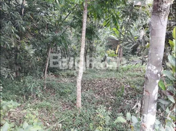 DIJUAL TANAH MURAH PREMIUM STRATEGIS DI GIANYAR  4.4 ARE  GIANYAR TAMPAKSIRING BALI