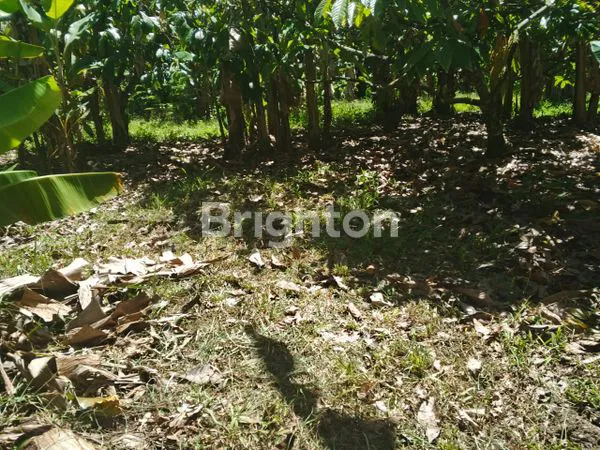 image TANAH DIJUAL BONUS BANGUNAN DIATASNYA LUAS 3.460 M2 DI LOKASI TEGAL BADENG BARAT JEMBRANA BALI  (6)