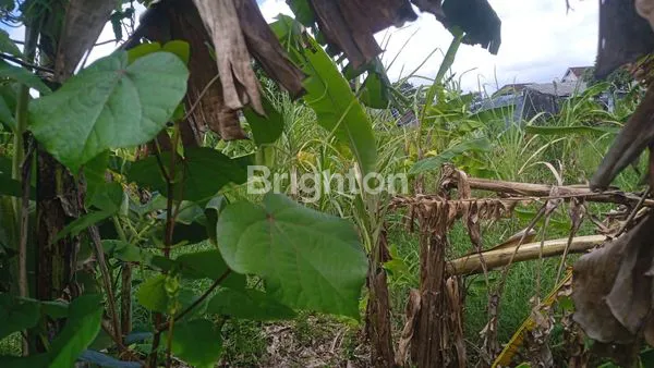 image DISEWAKAN TANAH PREMIUM UNTUK JANGKA PANJANG DIDAERAH TUKAD PETANU RENON (2)