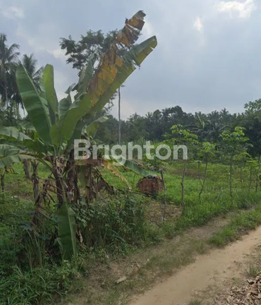 image TANAH DI SABAH BALAU, TANJUNG BINTANG, LAMPUNG SELATAN, LAMPUNG (3)