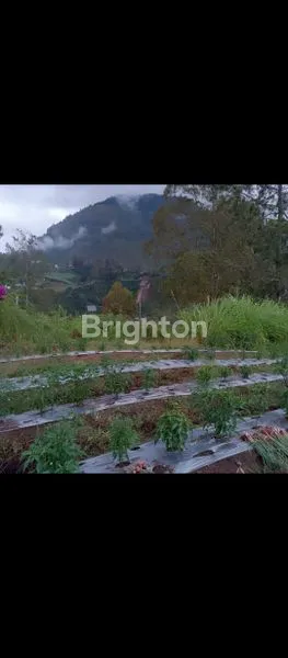 image TANAH LUAS TEPI KALDERA (1)