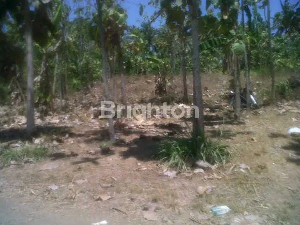 image TANAH DIJUAL MURAH DI BANYUWANGI  (4)