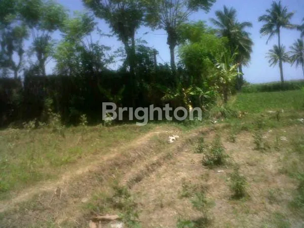 image TANAH DIJUAL MURAH DI BANYUWANGI  (2)