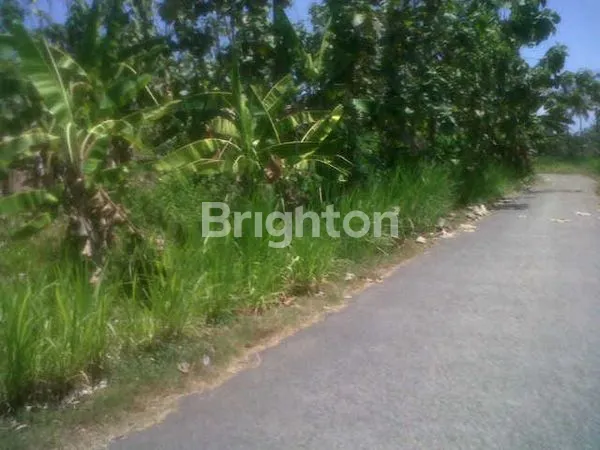 image TANAH DIJUAL MURAH DI BANYUWANGI  (3)