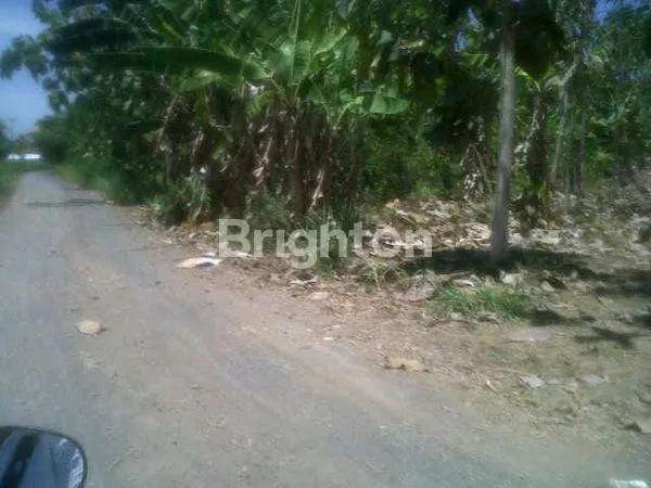 image TANAH DIJUAL MURAH DI BANYUWANGI  (5)