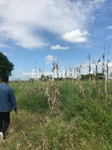 image TANAH SUMBA PINGGIR PANTAI (7)