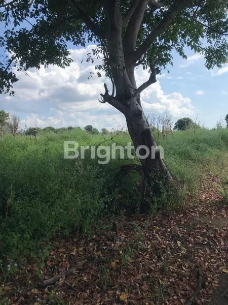 image TANAH SUMBA PINGGIR PANTAI (3)