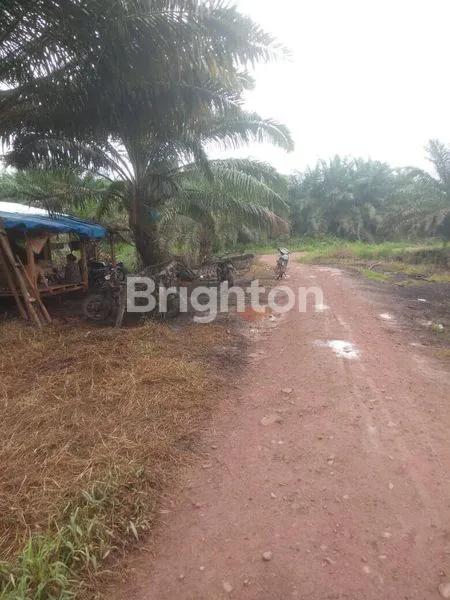 image LAHAN SAWIT 103 HA, USIA 12 TAHUN, PANEN 120 TON/BULAN (1)