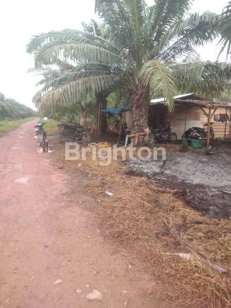 image LAHAN SAWIT 103 HA, USIA 12 TAHUN, PANEN 120 TON/BULAN (2)