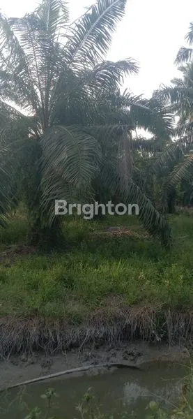 image KEBUN SAWIT SIAP PANEN 80 HA, SHM, AKSES MUDAH (2)