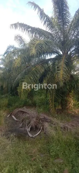 image KEBUN SAWIT SIAP PANEN 80 HA, SHM, AKSES MUDAH (4)