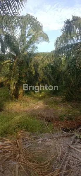 image KEBUN SAWIT SIAP PANEN 80 HA, SHM, AKSES MUDAH (1)