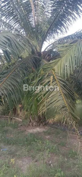 image KEBUN SAWIT SIAP PANEN 80 HA, SHM, AKSES MUDAH (5)