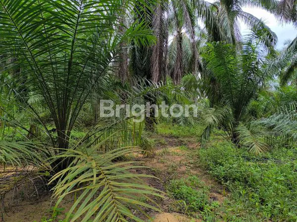 KEBUN SAWIT 47 HA SHM, SIAP PANEN DI LABUSEL