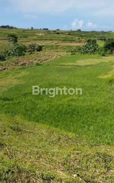 image TANAH DIJUAL BUC DI JEMBRANA (1)